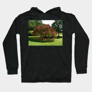 Brown tree among the greens Hoodie